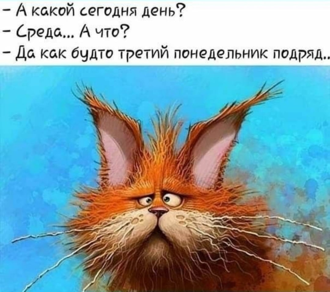 Среда юмор картинки