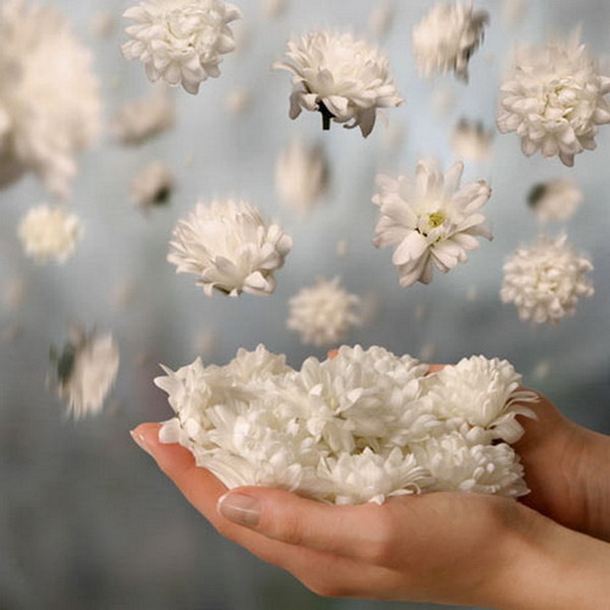 Крошки счастья. Цветы в ладонях. Душевные цветы. Нежные цветы в руках. Белый цветок в ладонях.