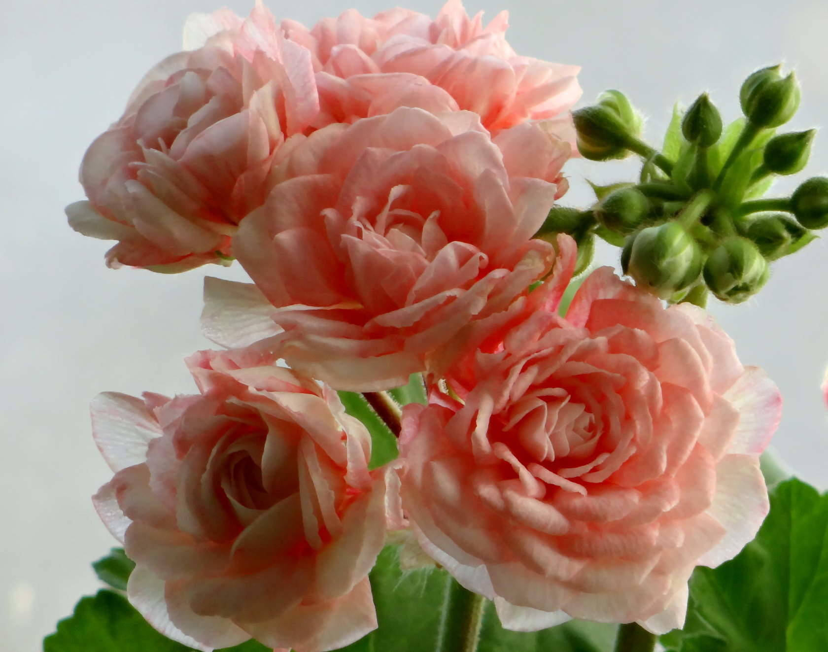 Таира крымская роза пеларгония фото и описание сорта