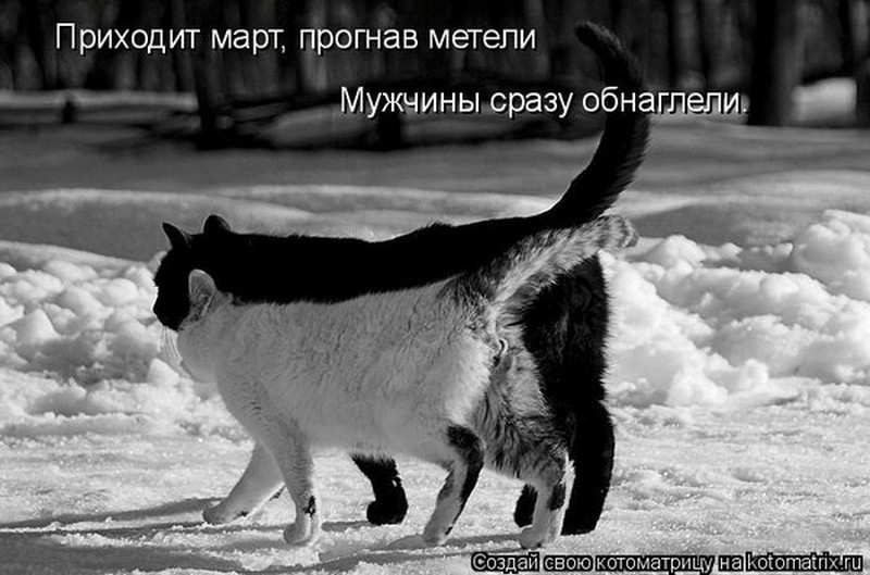В россии март не всегда. Мартовский кот юмор. Белая полоса в жизни. После чёрной полосы наступает белая. Хорошему коту всегда март.