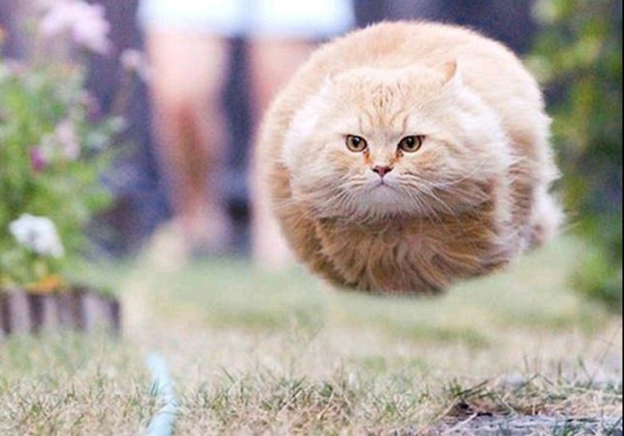 Летающие жирные коты