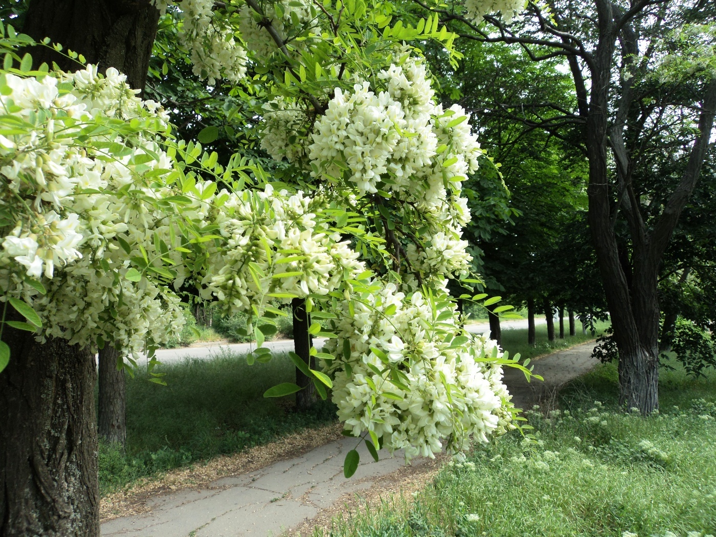 Белая акация фото. Акация белая (Робиния). Акация белая (Робиния) (с3). Робиния Лжеакация в саду. Акация Садовая.