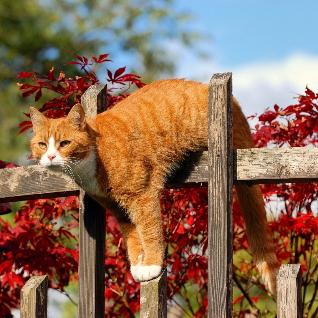 Рыжие кошки осенью