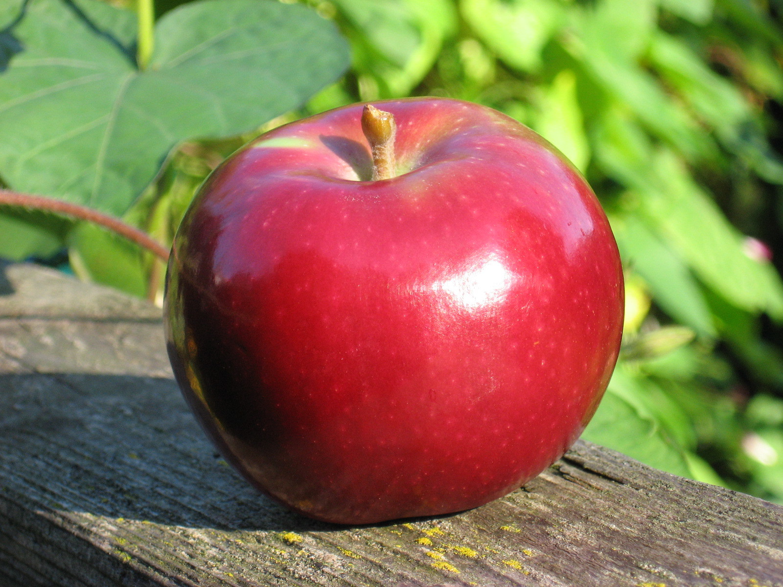 яблоко королевское фото