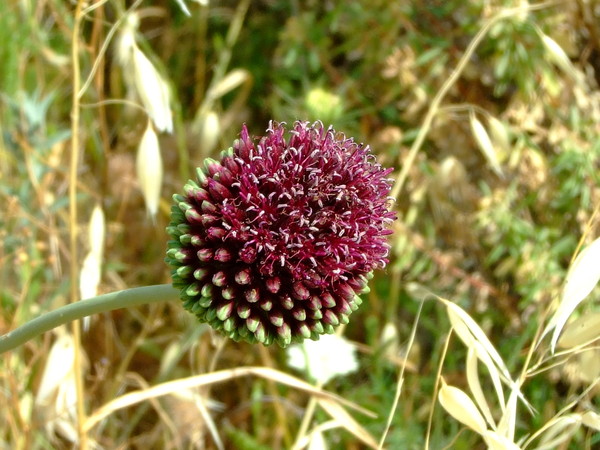 Лук жемчужный, Лук виноградный
Allium ampeloprasum
Семейство: Луковые / Лилейные / Гиацинтовые (Alliaceae / Liliaceae / Hyacinthaceae)
Происхождение: Средиземноморье

Существуют две версии происхождения названия рода. Одни исследователи считают, что род обязан своим названием чесноку: в Древнем Риме чеснок называли Allium. Другие связывают происхождение этого родового названия с кельтским словом all - жгучий.  
