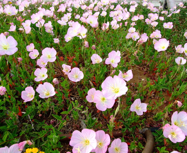 Энотера красивая, Ночная свеча, Ослинник
Oenothera speciosa
Семейство: Кипрейные / Ослинниковые (Onagraceae)
Происхождение: Америка (юг США)

Название  происходит от греческих слов «oinos» - вино и «ther» - дикий зверь. В старину считали, что дикие звери, понюхав растение, опрыснутое вином, настоенным на корне ослинника, становятся ручными. 
  
Народное название – ослинник энотера получила из-за сходства листьев с ушами осла. 
Еще энотеру называют вечерний свет, вечерняя звезда, ночная роза, так как ее цветки открываются чаще всего вечером и только на одну ночь, фосфорицируя мягким сиянием.

Много тысяч лет назад знахари североамериканских племен индейцев использовали целебные свойства этого растения для лечения ран.
