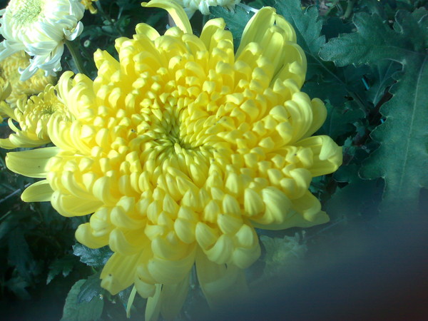 Хризантема ариана фото