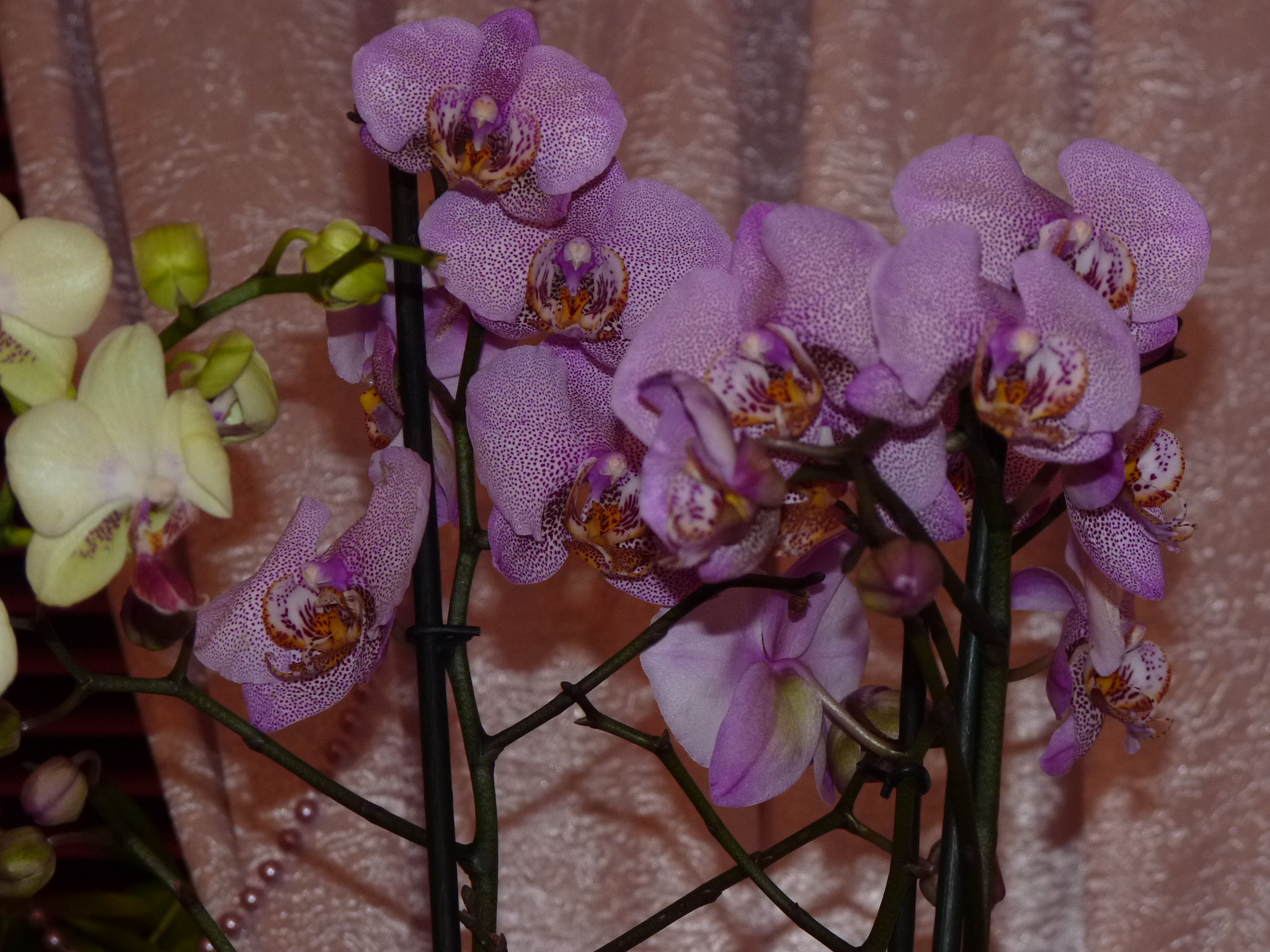 Орхидея Североморск